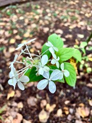 White flowers in the garden