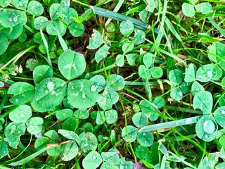 Green grass after rain in autumn