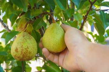 Farmer picking pear fruit grown in organic garden