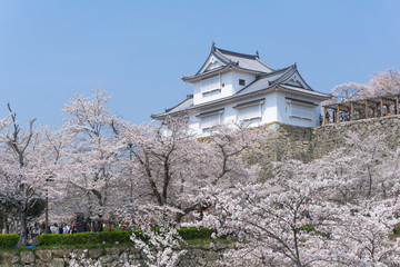 Tsuyama castle with sakura blooming season