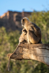 Gray langurs sacred langurs Indian langurs or Hanuman langurs Old World monkey mother breast feeding baby or infant on tree trunk and Ranthambore fort and blue sky in background