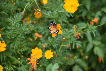 Golden cosmos Flowers / Butterflies flocking to Golden cosmos.