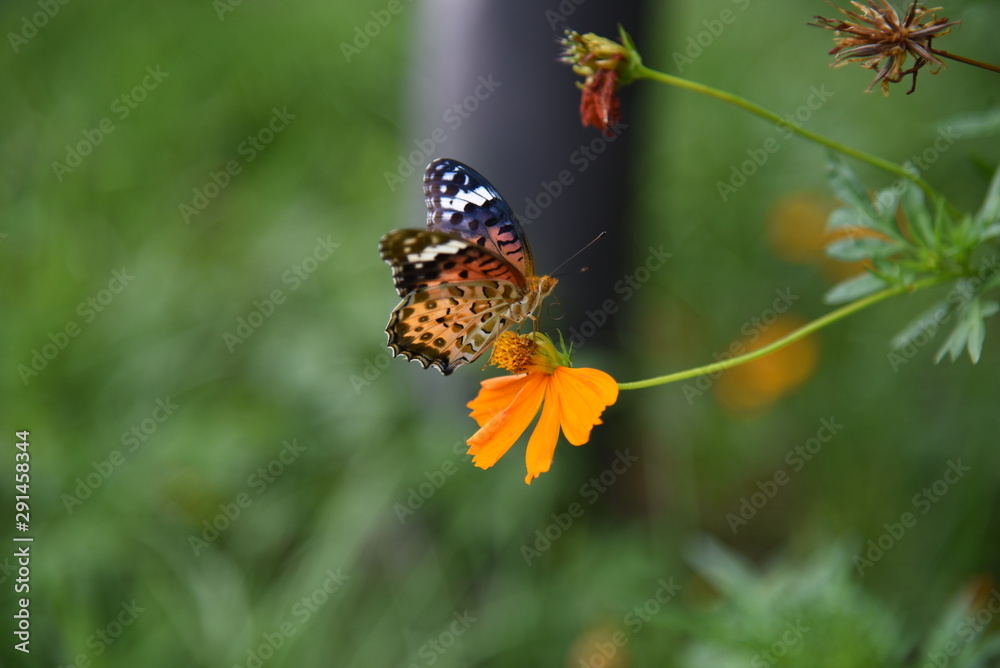 Sticker golden cosmos flowers / butterflies flocking to golden cosmos.