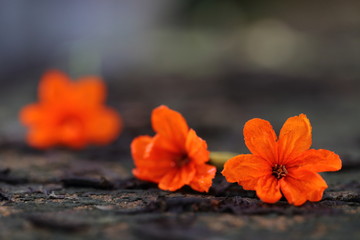 Cordia sebestena orange flower closeup.