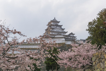 Himeji castle with sakura blooming season