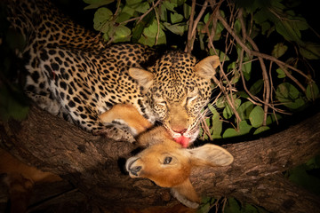Leopard licking puku on the tree at night