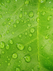 Water droplet on green leaf 