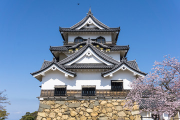 Fototapeta na wymiar Hikone castle with sakura blooming season