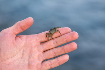 A small sea crab on a man's palm