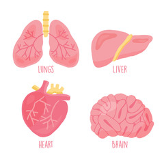 Set of human internal organs including brain, heart, liver and lungs.