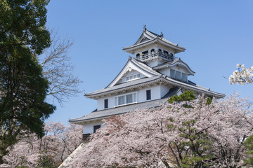 Naklejka premium Nagahama castle with sakura blooming season
