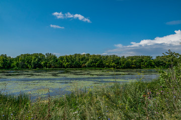 summer, warm, clear, serene, day, trip, journey, walk, rest, nature, flora, river, water, reflections, forest, trees, greenery, grass, thickets, flowers, grasses, glare, observation, beauty, water, la