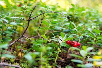 Lingonberry