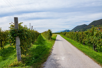 Vineyards in Valdobbiadene