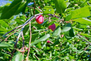 Fototapeta premium Pink plum tree, plum garden, close-up of fruits