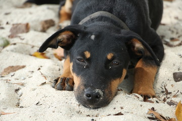 Sleepy dog on the beach