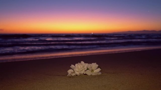 White Flowers on the Beach at Dusk