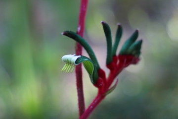 Kangaroo Paw