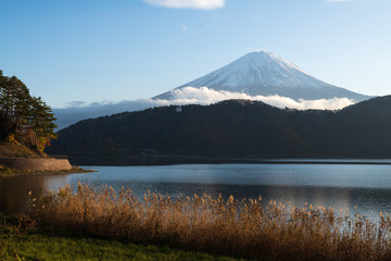 Fototapeta premium Golden hours at lake kawaguchi with background of mt. Fuji covered by cloud and golden grass and tree in foreground.