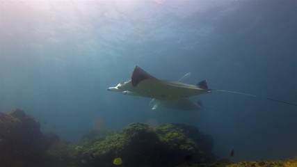 Graceful Manta Rays Pair. Group Of Beautiful Peaceful Big Mantas Swimming Together. Sea Rays Or Pelagic Filter Feeders Marine Life Gliding Over Cleaning Station In Blue Sea Water & Sunlit Sea Surface