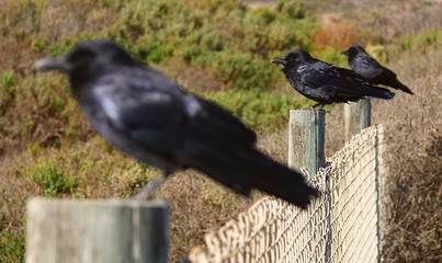 Three Crows Standing Side By Side on Three Fence Posts 2