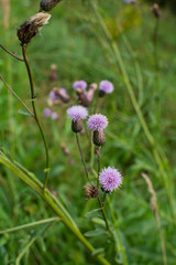 Cirsium arvense field pink flowers close up