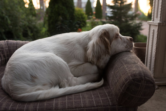 dog sleeping in bed