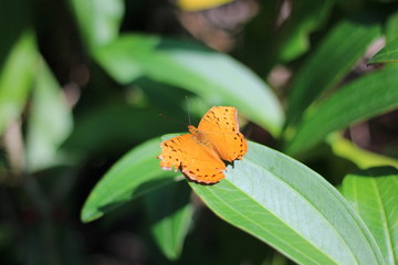butterfly on a leaf