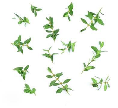 Sprigs of evergreen boxwood on a white background. Pattern. Christmas concept.