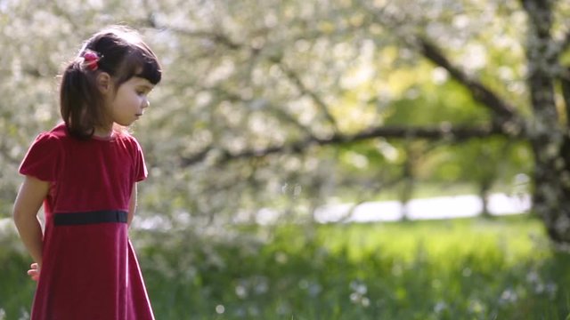 Little girl 4 years in red dress walking in the meadow on spring sunny day picking flowers and smelling  them with  cherry tree in blossom on background.  Allergy free concept