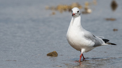 mouette rieuse 