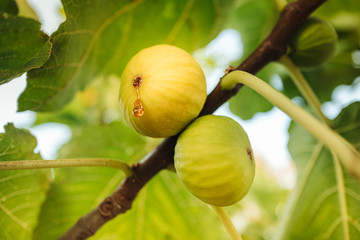 PUGLIA / ITALY -  AUGUST 2019: Harvesting frersh juicy figs from the tree