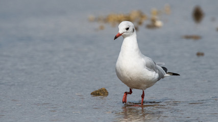 mouette rieuse 