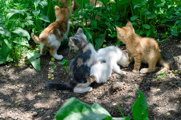  Cats playing in the garden