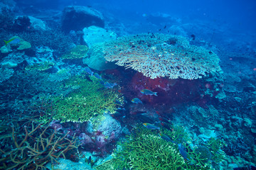 Fototapeta na wymiar rusty parrotfish