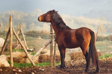 Group of horses eating