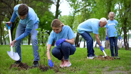 Volunteers planting trees in public park, landscaping, environmental care