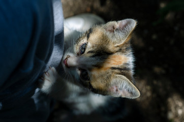  Cats playing in the garden