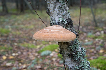 Shelf fungus Piptoporus betulinus (commonly known as the birch polypore, birch bracket, or razor strop) on a birch trunk in the forest. Close-up view, selective focus, blurred background - obrazy, fototapety, plakaty