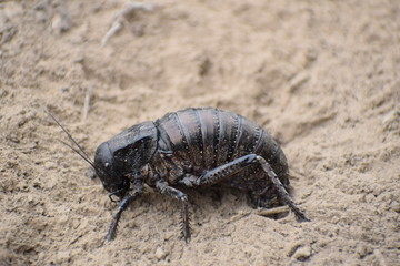 Bradyporus dasypus - female laying eggs