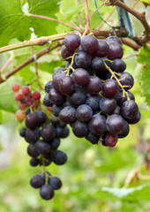 grapes growing on a bush