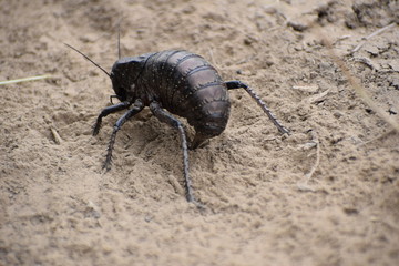 Bradyporus dasypus - female laying eggs