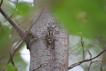 cicada