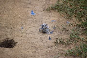 Aricia anteros - blue argus