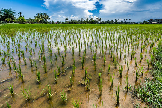 Rice field under water, Kampot province, Cambodia