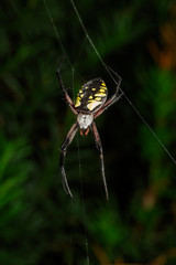 Argiope aurantia