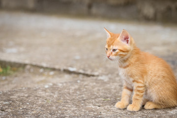 Naklejka na ściany i meble Young orange male cat laying on concrete