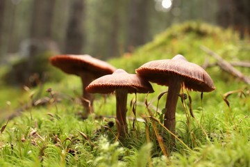 Family of mushrooms on a green moss