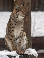 lynx in the snow