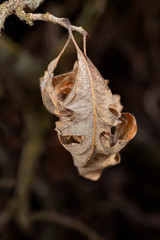 Dead leaf